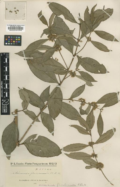 Ammannia auriculata Willd. - BM000512738