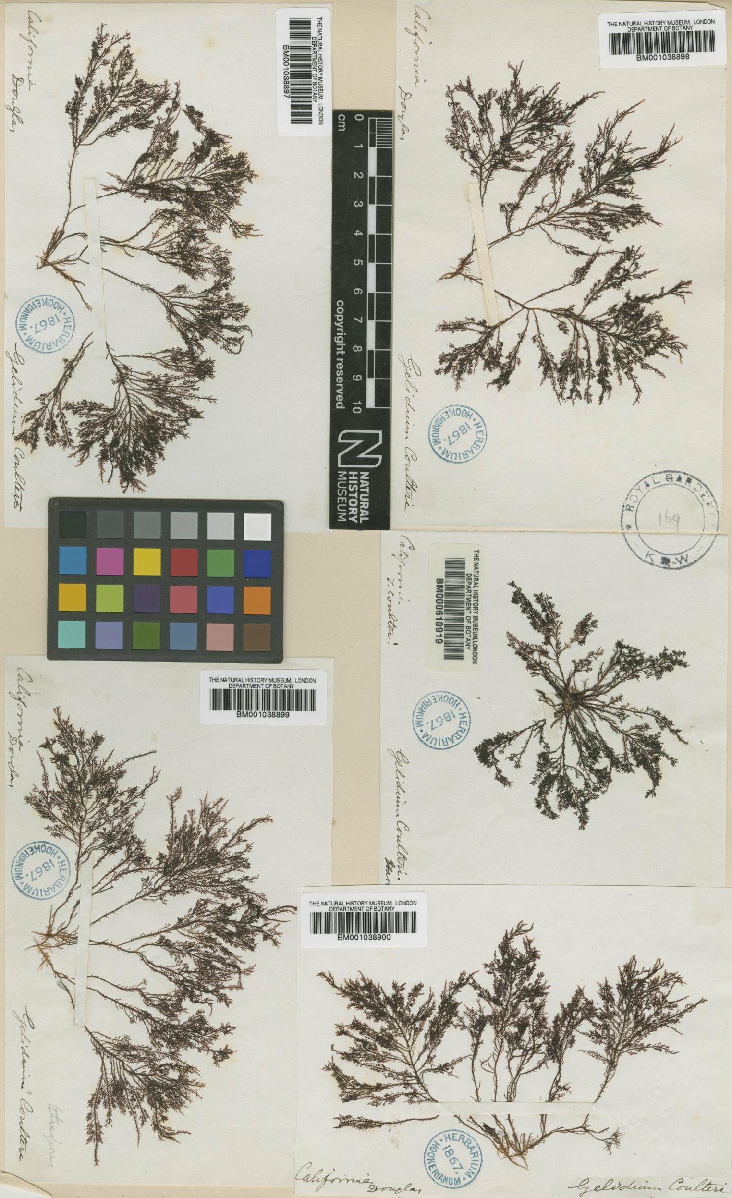 To NHMUK collection (Gelidium coulteri Harv.; TYPE; NHMUK:ecatalogue:688098)