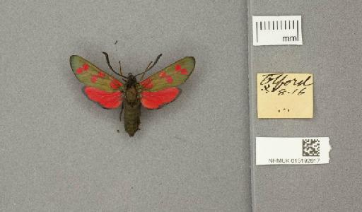 Zygaena (Zygaena) filipendulae stephensi Dupont, 1900 - 015192617_775459_1085133
