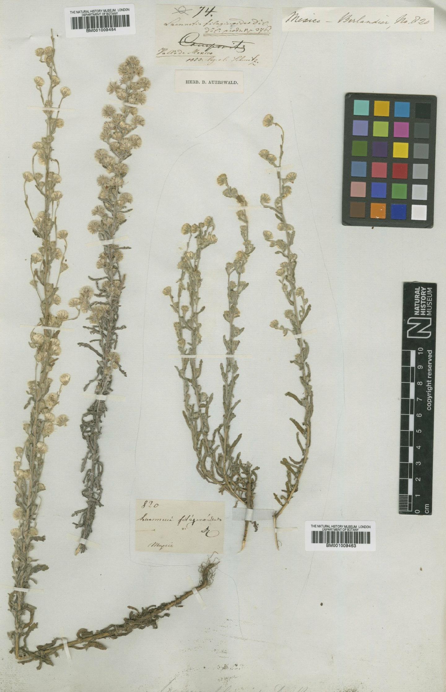 To NHMUK collection (Conyza filaginoides (DC.) Hieron.; TYPE; NHMUK:ecatalogue:610894)