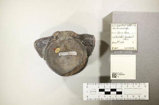 Plesiosaurus De la Beche & Conybeare, 1821 - 010030568_L010221579