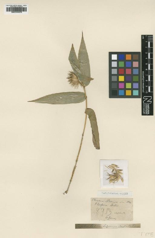 Cephalostachyum capitatum Munro - BM000959278