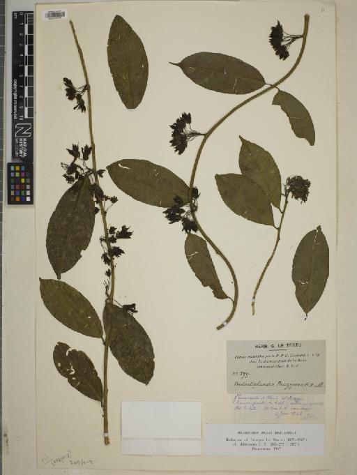 Pentadiplandra brazzeana Baill. - BM010750553