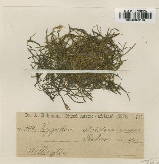Triquetrella tristicha (Müll.Hal.) Müll.Hal. - BM000878193