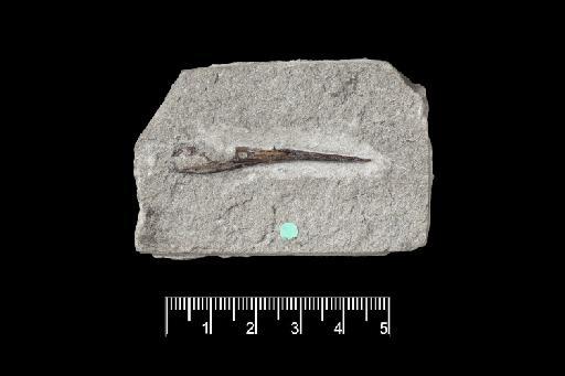 Aspidorhynchus crassus - NHMUK PV OR 39199