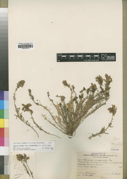 Linaria tristis subsp. mesatlantica Sutton - BM000930573