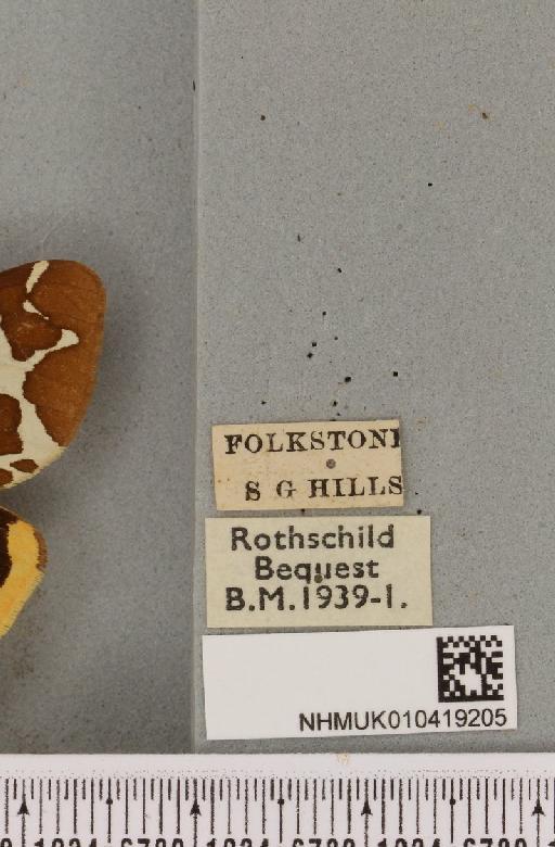 Arctia caja (Linnaeus, 1758) - NHMUK_010419205_label_532063