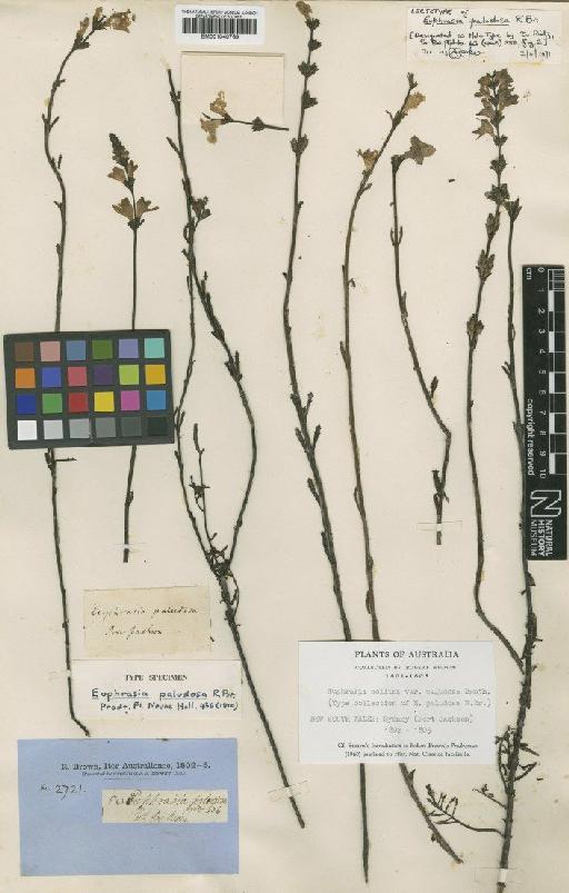Euphrasia collina subsp. paludosa (R.Br.) W.R.Barker - BM001040769