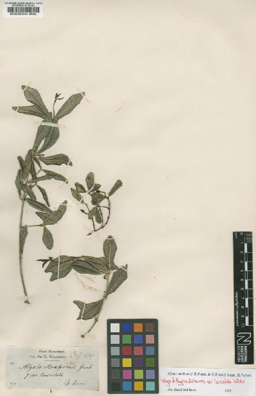 Alyxia stellata (J.R.Forst.) Roem. & Schult. - BM000508344