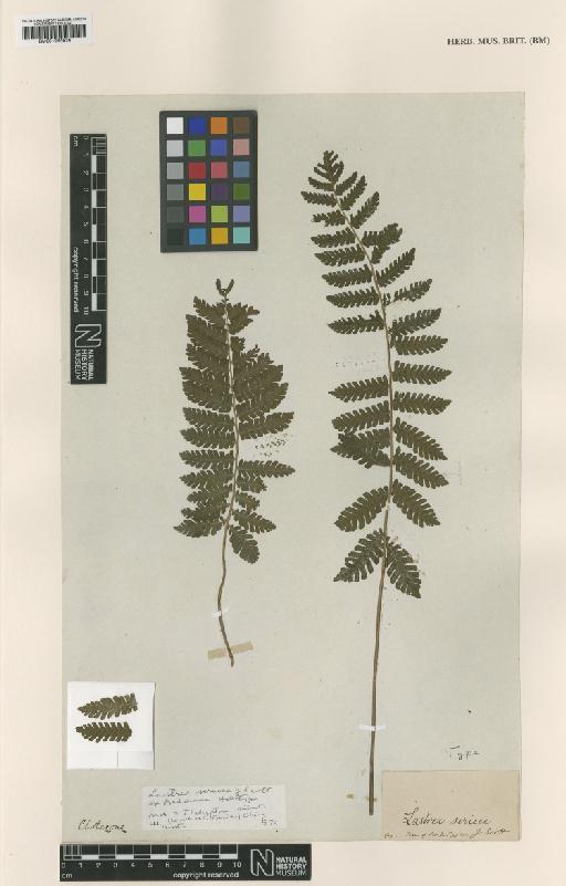 Trigonospora ciliata (Wall. ex Benth.) Holttum - BM001044536