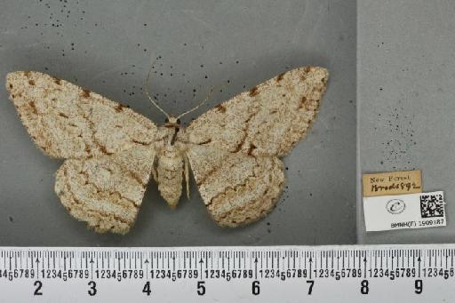Hypomecis roboraria (Denis & Schiffermüller, 1775) - BMNHE_1909187_473987