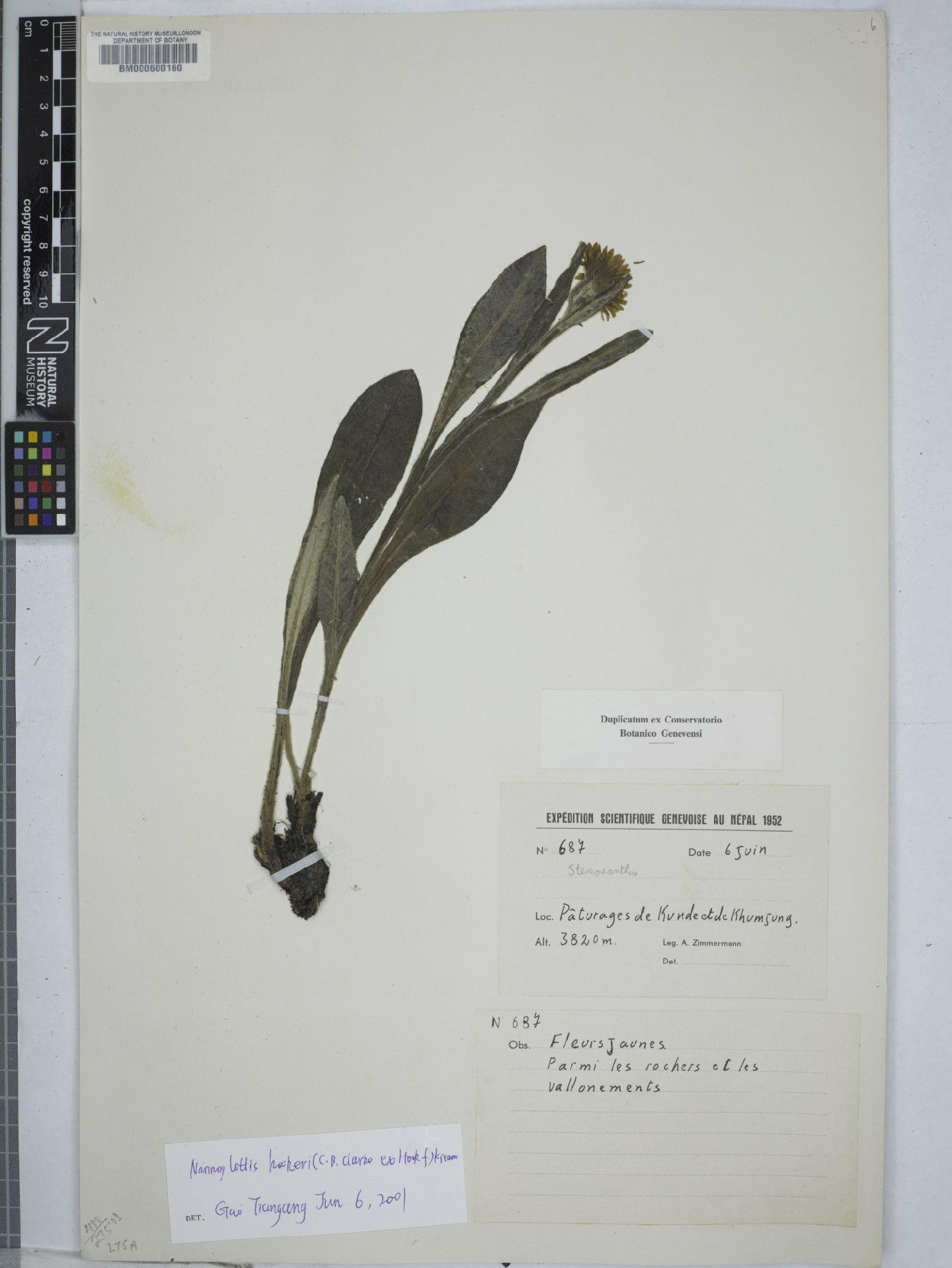 To NHMUK collection (Stereosanthus Franch.; NHMUK:ecatalogue:4684952)