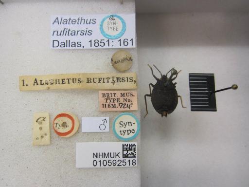 Alathetus rufitarsis Dallas, 1851 - 010592518_Alathetus rufitarsis ST M