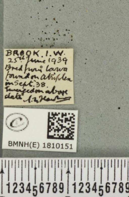 Eupithecia simpliciata (Haworth, 1809) - BMNHE_1810151_label_386115