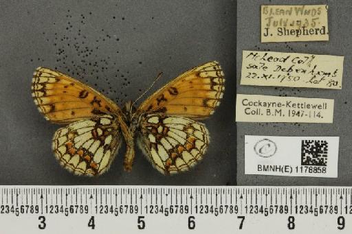 Melitaea athalia ab. commacula Caruel, 1944 - BMNHE_1178858_56543