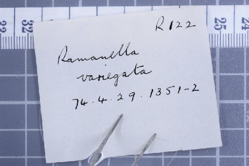 Uperodon variegatus - 1947.2.11.23-pic6