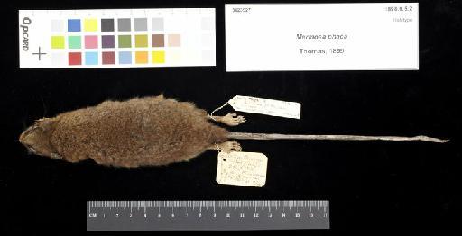 Marmosa phaea Thomas, 1899 - 1898.9.5.2_Skin_Dorsal