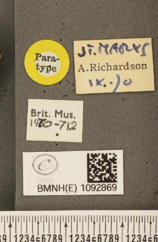 Pararge aegeria insula Howarth, 1971 - BMNHE_1092869_label_3613