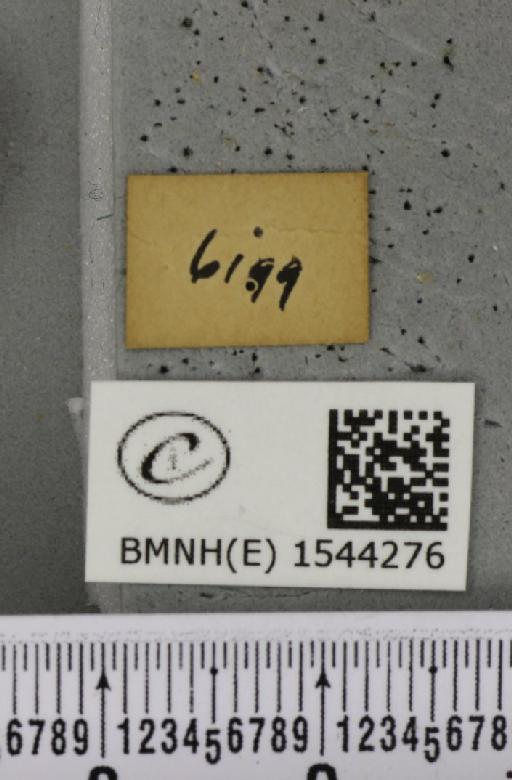 Thyatira batis (Linnaeus, 1758) - BMNHE_1544276_a_label_235310