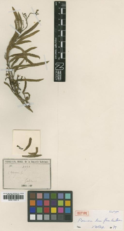 Parsonsia laxiflora Guillaumin - BM001040512