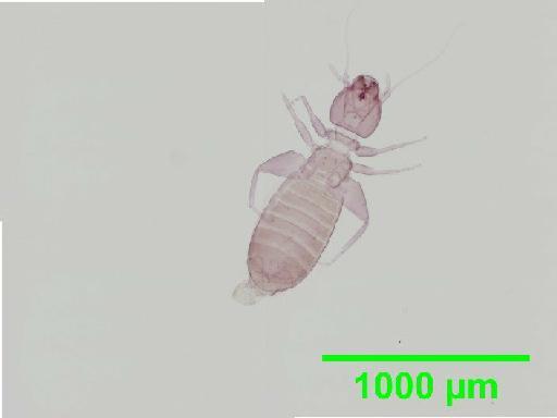 Liposcelis subfuscus Broadhead, 1947 - 010148448__2016_03_16_s2