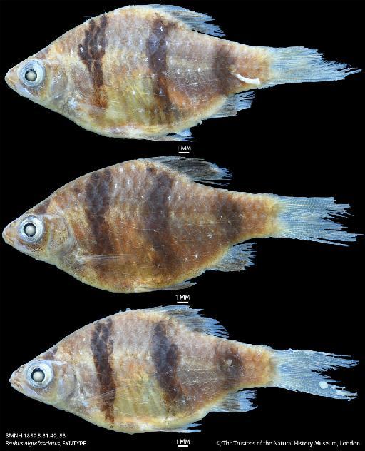 Barbus nigrofasciatus Günther, 1868 - BMNH 1859.5.31.49, 53 Barbus nigrofasciatus, SYNTYPE