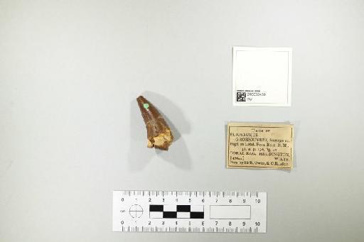 Pliosaurus grossouvrei (Sauvage, 1873) - 010032439_L010221731
