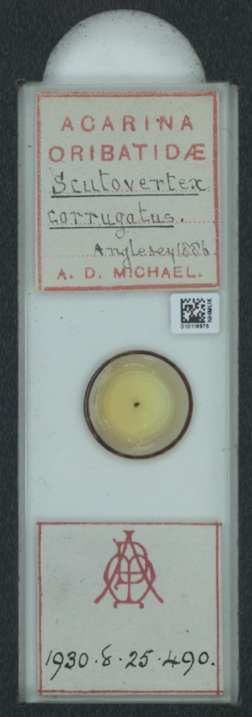 Scutovertex corrugatus A.D. Michael, 1888 - 010118975_128155_548572