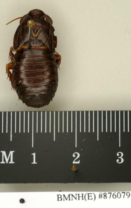 Salganea incerta (von Wattenwyl, 1893) - Salganea incerta Brunner von Wattenwyl, 1893, male, non type, dorsal. Photographer: Edward Baker. BMNH(E)#876079