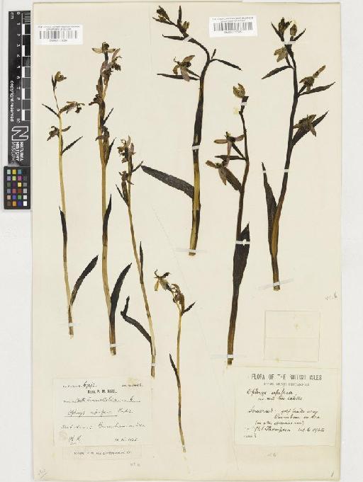 Ophrys apifera Huds. - BM001117034