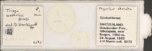 Trioza anthrisci Burckhardt, D., 1986 - BMNHE_1247505_1716