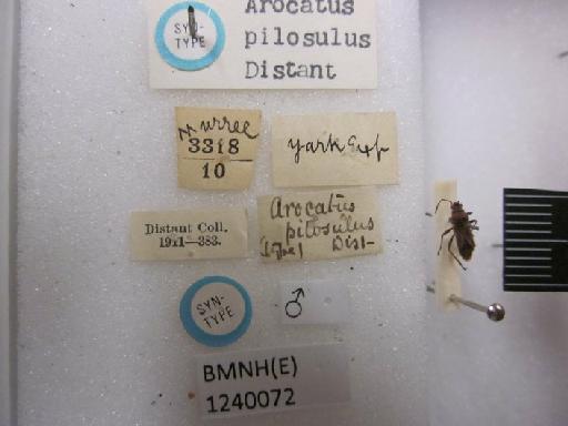 Arocatus pilosulus Distant, 1879 - Arocatus pilosulus-BMNH(E)1240072-Syntype male dorsal & labels