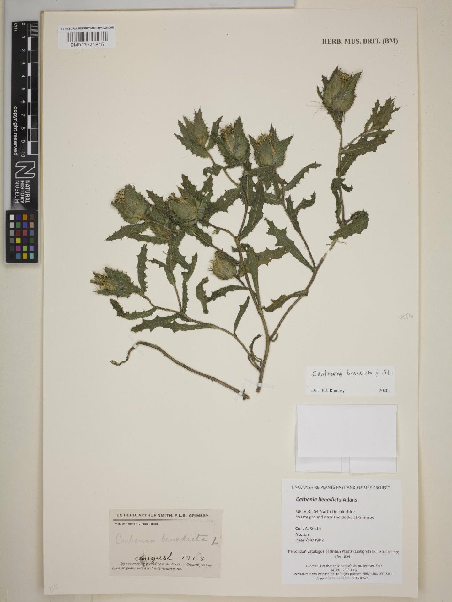 To NHMUK collection (Centaurea benedicta (L.) L.; NHMUK:ecatalogue:9128675)