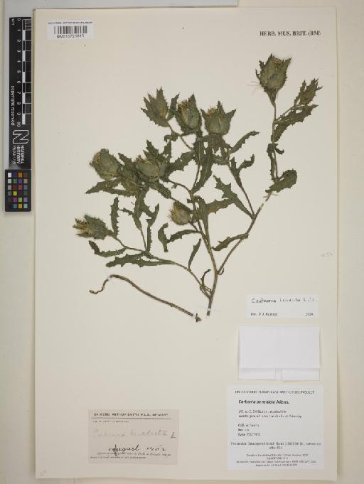 Centaurea benedicta (L.) L. - BM013721815