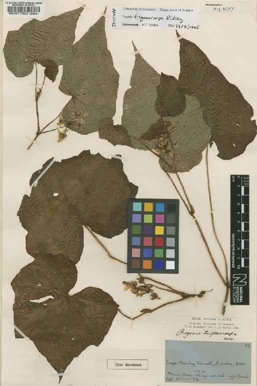 Begonia trigonocarpa Ridl. - BM000017333