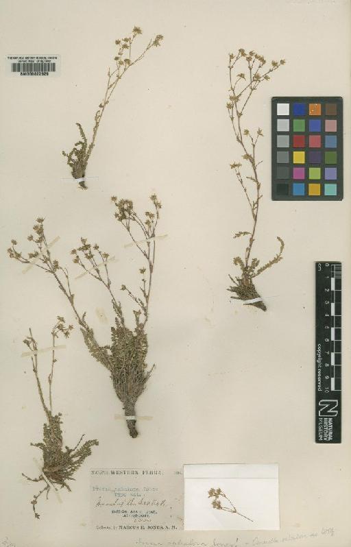 Ivesia sabulosa Jones - BM000622929