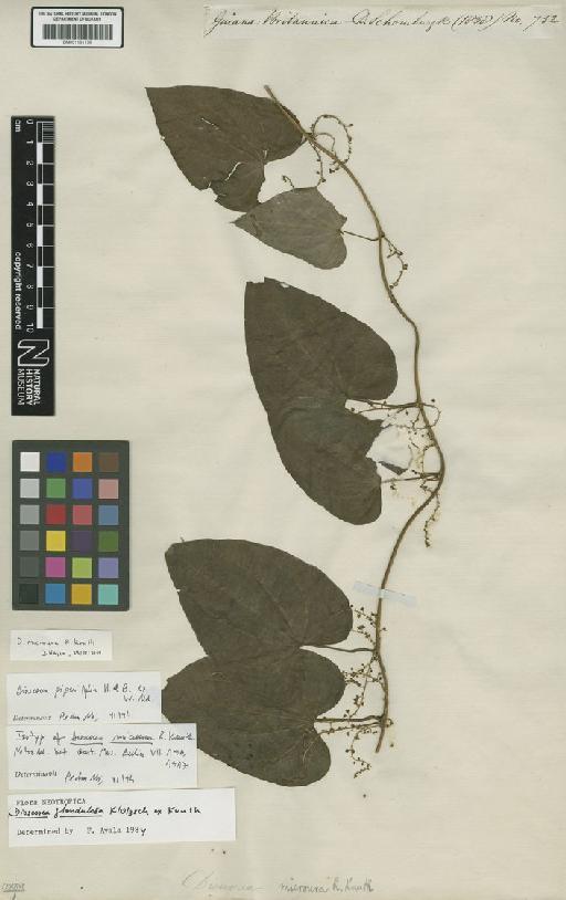 Dioscorea microura R.Knuth - BM001191158