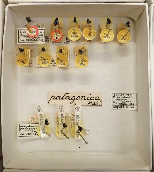 Lonchaea patagonica Malloch, 1934 - Lonchaea patagonica unit tray NHMUK