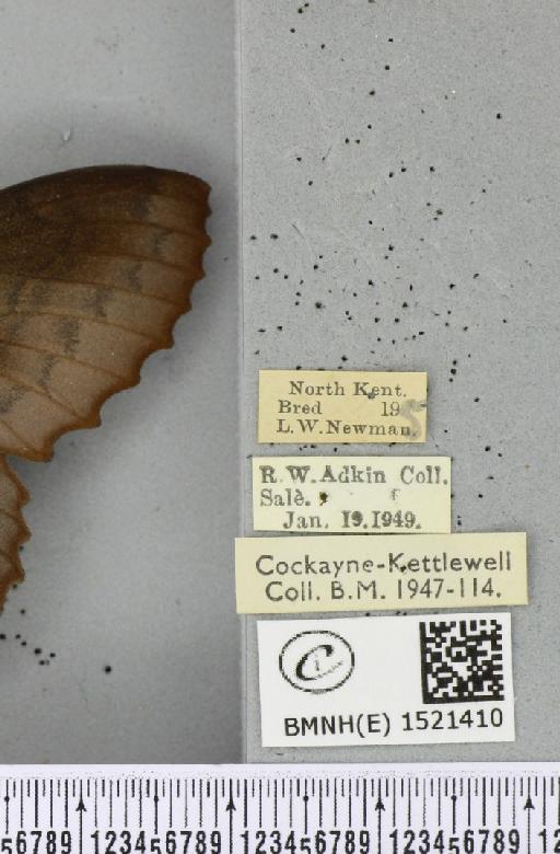 Gastropacha quercifolia ab. purpurascens Tutt, 1902 - BMNHE_1521410_label_198464