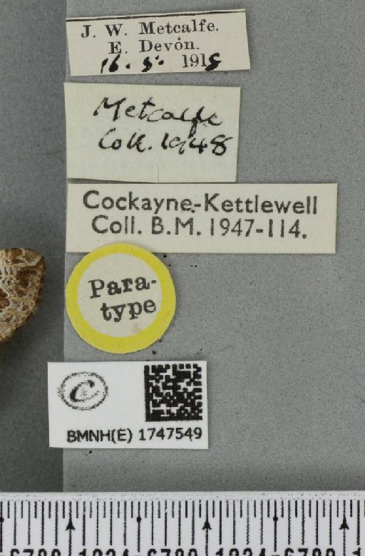 Lampropteryx otregiata (Metcalfe, 1917) - BMNHE_1747549_label_334432