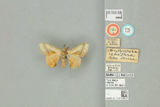 Anthocroca lebethra Druce, 1890 - 014199822 Anthocroca lebethra Druce, 1890 _Syntype _Dorsal_with_labels