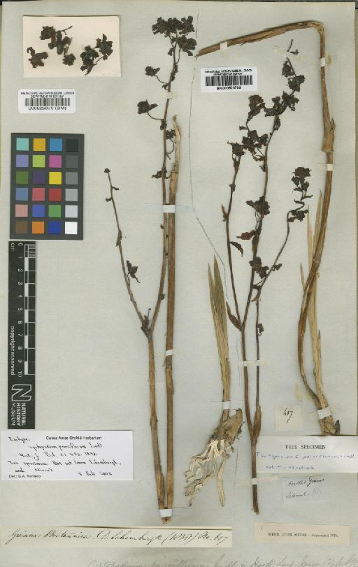 Cyrtopodium parviflorum Lindl. - BM000923799