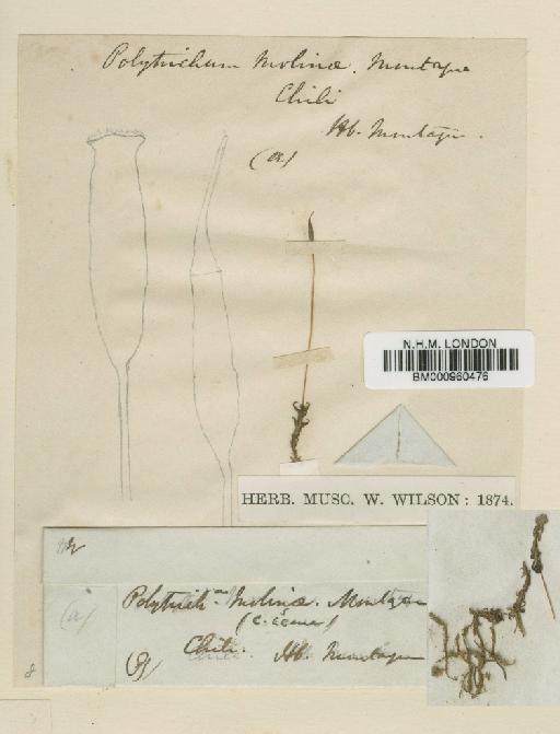 Oligotrichum canaliculatum (Hook. & Arn.) Mitt. - BM000960476
