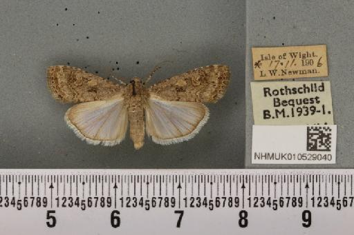 Spodoptera exigua ab. variegata Dannehl, 1929 - NHMUK_010529040_582978