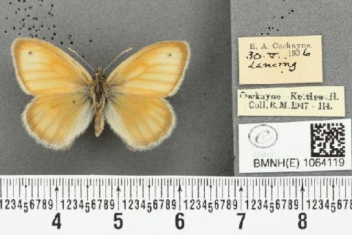Coenonympha pamphilus ab. partimtransformis Leeds, 1950 - BMNHE_1064119_25283