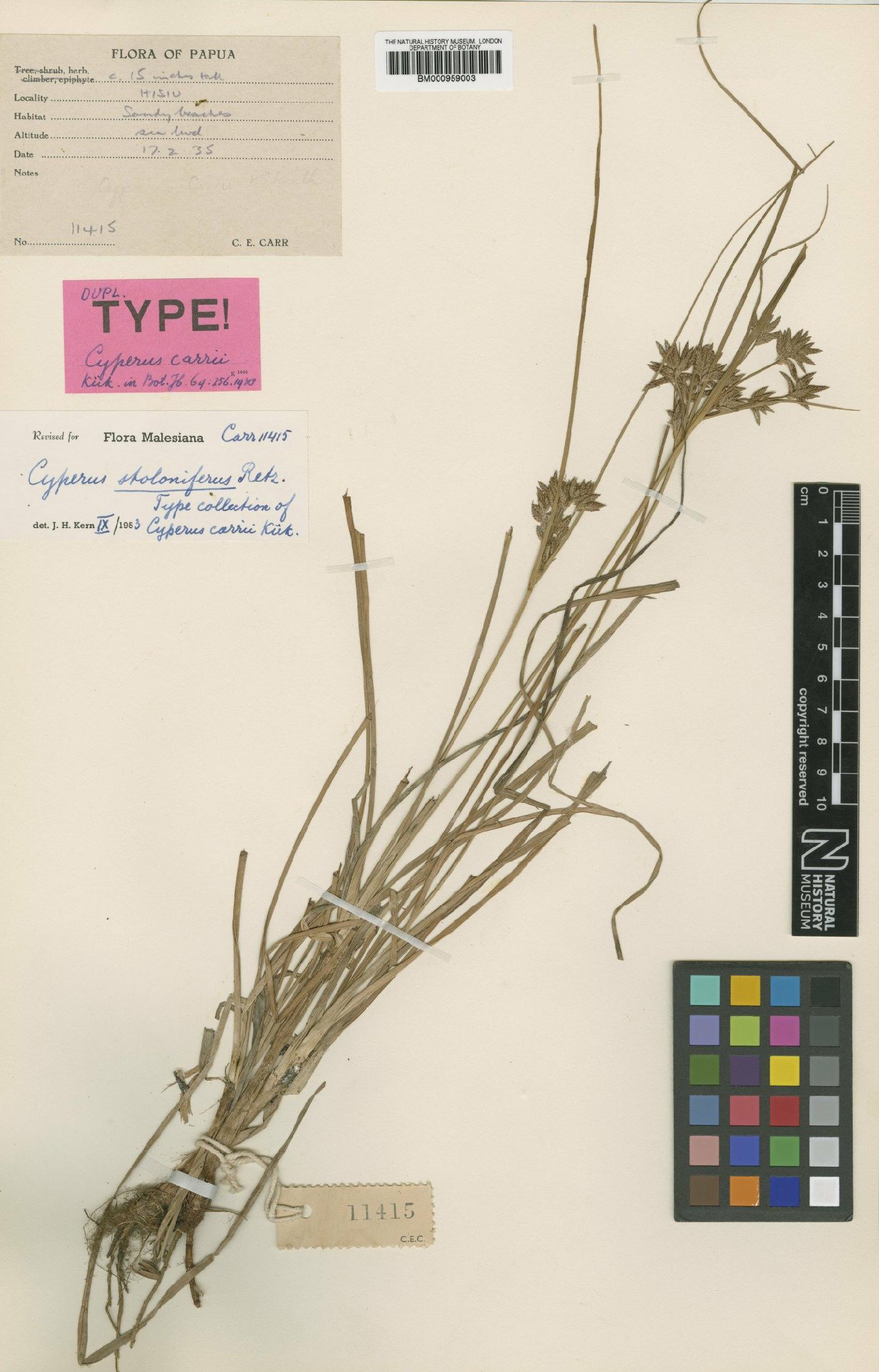 To the Natural History Museum, London (Cyperus stoloniferus Retz. BM000959003 type 1)