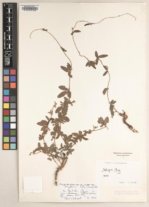 Rhynchosia totta (Thunb.) DC. - BM000595859