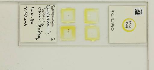 Forcipomyia balteus Boorman - 014770117_812361_1335219_157690_Type