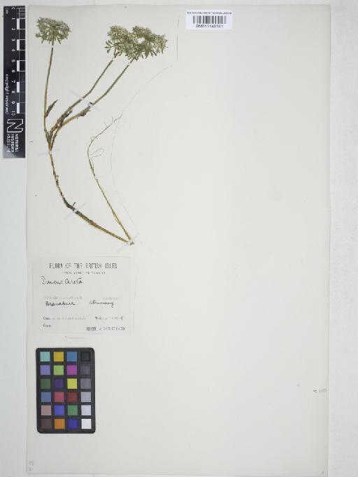 Daucus carota L. - 015148181