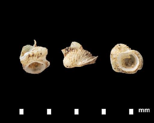 Diplommatina superba brevior Laidlaw, 1949 - 1948.11.12.7, HOLOTYPE, Diplommatina superba brevior Laidlaw, 1949